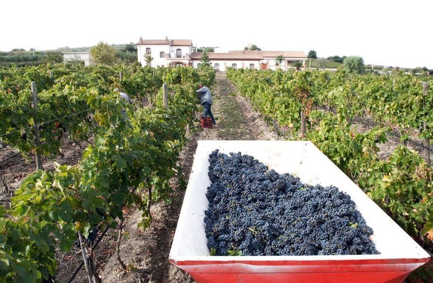 Villa I Dolci Grappoli Larino Esterno foto